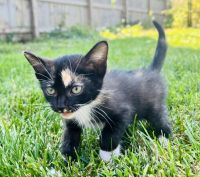 Kitten for rehoming!