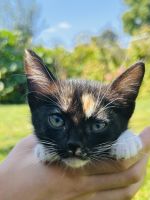 Kitten for rehoming!