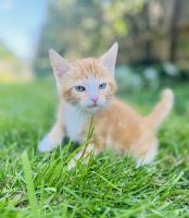 Sweet male kitten! 🧡