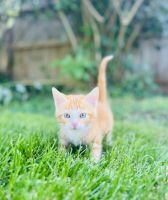 Sweet male kitten! 🧡