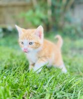 Mixed Cats for sale in Elgin, IL, USA. price: $90