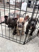 Mixed Puppies for sale in Baldwin Park, CA, USA. price: $300