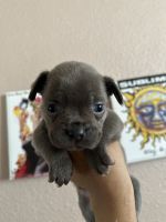 French Bulldog / Labrador Mix