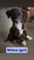 Mixed Puppies for sale in Sunrise, FL, USA. price: $150