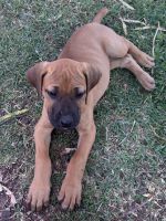 Mixed Puppies for sale in R517, Vaalwater, 0530, South Africa. price: 3,000 ZAR