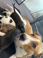 Mixed Puppies for sale in South Melbourne VIC 3205, Australia. price: $1,300