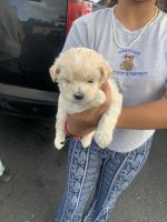 Peekapooh Puppy- Male