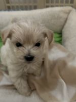 Peekapooh Puppy- Male