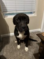 Mixed Puppies for sale in Clarksville, TN 37042, USA. price: $400