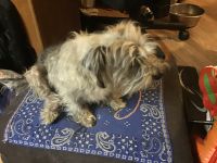 Mixed Puppies for sale in Fort Worth, TX, USA. price: NA