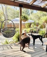 9 month old puppy needs a home