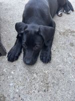 Brynleigh sweet Berndoodle lab puppy