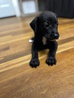 Brynleigh sweet Berndoodle lab puppy