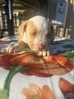 Mixed Puppies for sale in West Covina, CA 91790, USA. price: NA