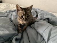 Half breed Savanna kitten