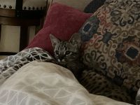 Half breed Savanna kitten