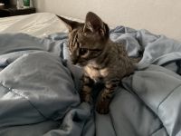 Half breed Savanna kitten