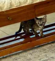 Mixed Cats for sale in Largo, FL, USA. price: $850