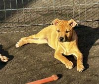 Mixed Puppies for sale in Lake Chaubunagungamaug, Webster, MA 01570, USA. price: $500