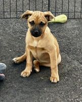 TN Rescue puppy Castaway