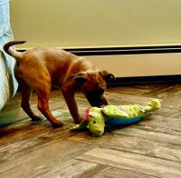 TN Rescue puppy Castaway