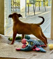 TN Rescue puppy Castaway