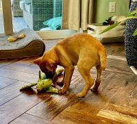 TN rescue puppy Bimmy