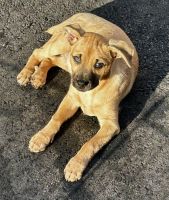 Mixed Puppies for sale in Lake Chaubunagungamaug, Webster, MA 01570, USA. price: $500