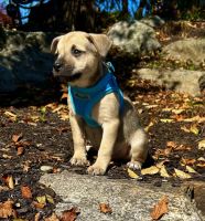 Mixed Puppies for sale in Lake Chaubunagungamaug, Webster, MA 01570, USA. price: $500