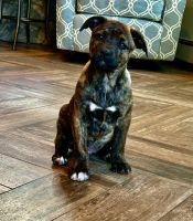 Mixed Puppies for sale in Lake Chaubunagungamaug, Webster, MA 01570, USA. price: $700