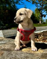 Mixed Puppies for sale in Lake Chaubunagungamaug, Webster, MA 01570, USA. price: $700