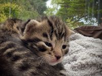 5 Happy Healthy Kittens For Sale