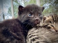 5 Happy Healthy Kittens For Sale