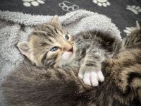 Mixed Cats for sale in Ripon HG4, UK. price: 150 GBP