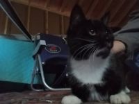 Mixed Cats for sale in Chicopee, MA, USA. price: $100