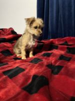 Mixed Puppies for sale in Middletown, DE, USA. price: $450