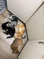 Mixed Puppies for sale in Exton, PA 19341, USA. price: $500
