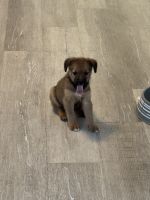 Shiba Inu & Poodle Beagle Mix