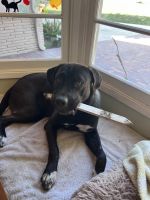 Bernie needs a new home Pyranees/Pitbull mix