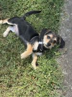 Free 4 month Puppy