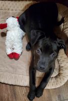Mixed Puppies for sale in Anchorage, AK, USA. price: $750