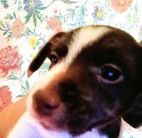 Miniature Schnauzer/Jack Russell Terrier Designer Puppies