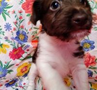 Miniature Schnauzer/Jack Russell Terrier Designer Puppies