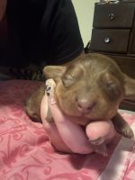 Mixed Puppies for sale in Phoenix, AZ, USA. price: $1,500