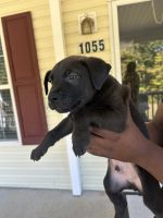 Puppies for sale