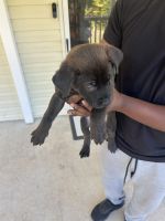 Puppies for sale