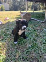 Puppy to a good home