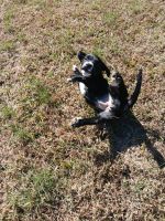 Mixed Puppies for sale in Toccoa, GA, USA. price: $100