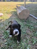 Puppy to a good home