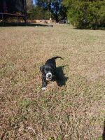 Puppy to a good home